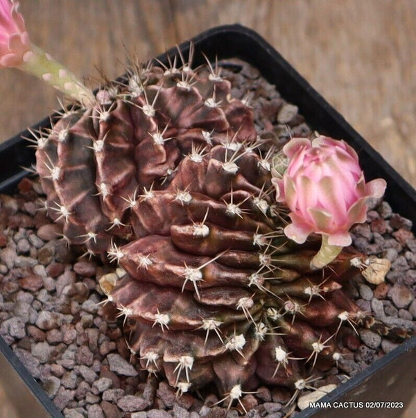 GYMNOCALYCIUM MIHANOVICHII CRESTED