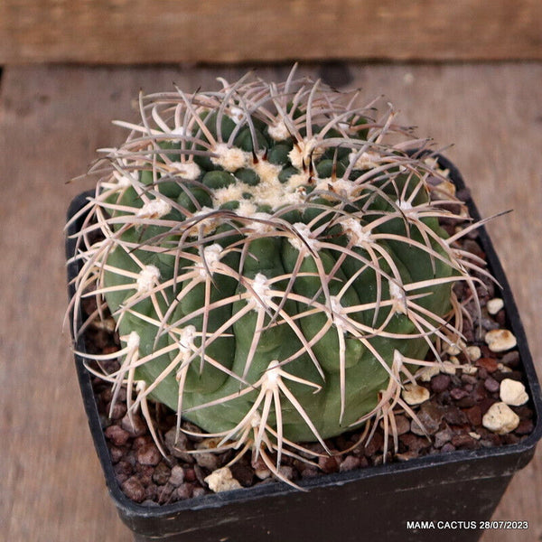GYMNOCALYCIUM SPEGAZZINII