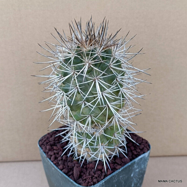 COPIAPOA MINIMA KK 1138