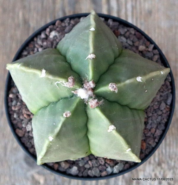 ASTROPHYTUM MYRIOSTIGMA NUDUM KIKKO