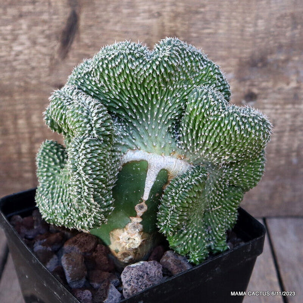 EUPHORBIA PHILLIPSIOIDES CRESTED GRAFTED