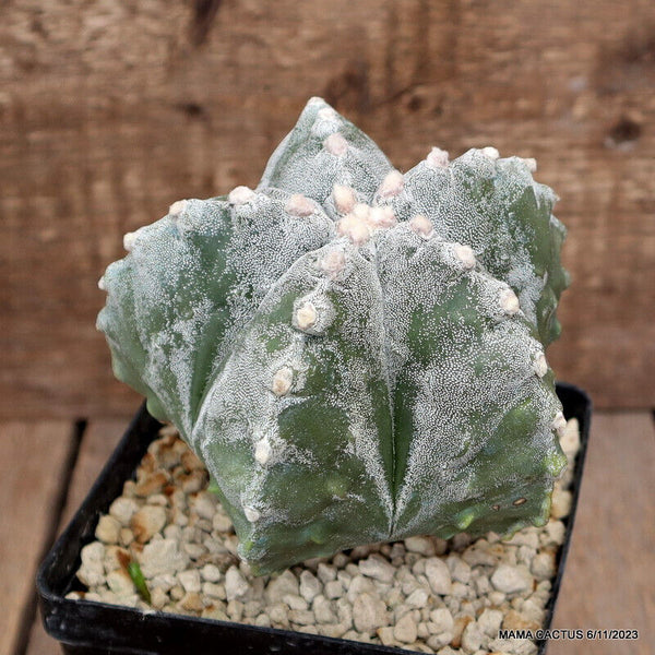ASTROPHYTUM MYRIOSTIGMA KIKKO FUKURYU GRAFTED