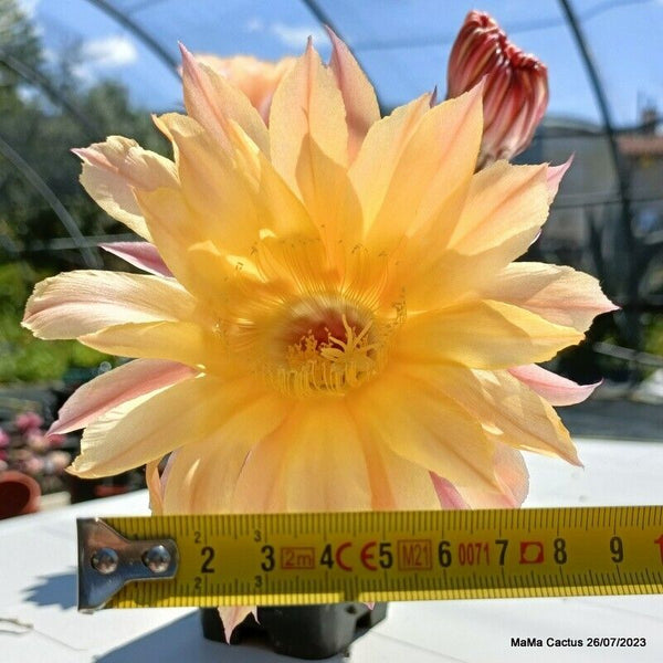 Flower  MaMa Cactus