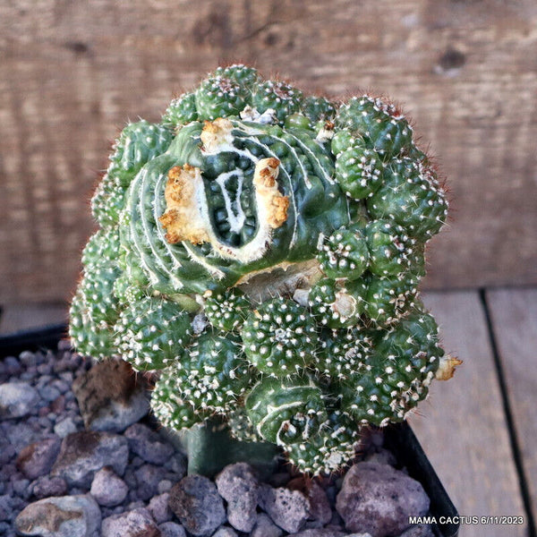 NOTOCACTUS UEBELMANNIANUS MONSTER GRAFTED