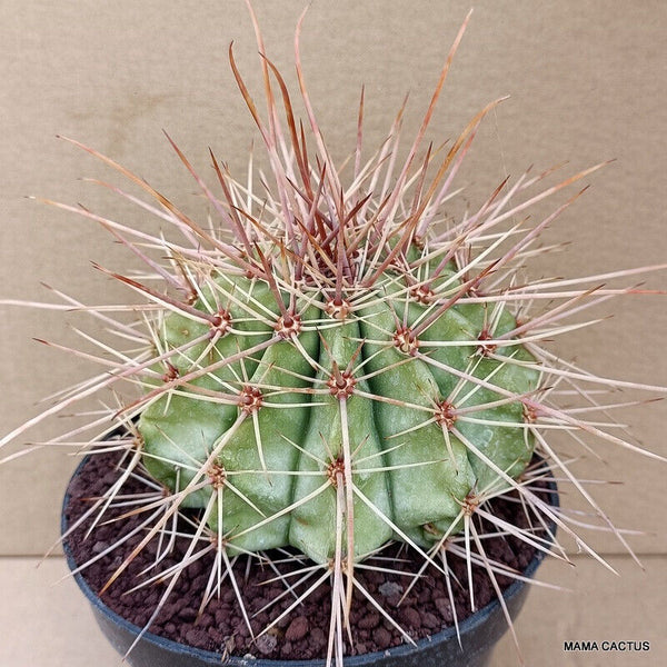 MELOCACTUS ERNESTII