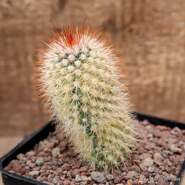 MAMMILLARIA SPINOSISSIMA VARIEGATED
