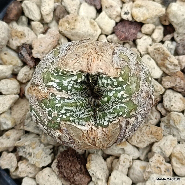 ASTROPHYTUM SUPERKABUTO