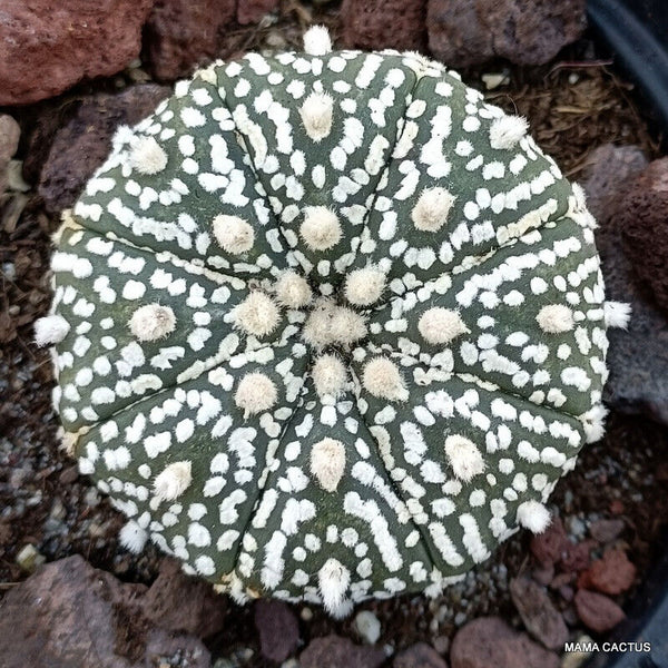 ASTROPHYTUM SUPERKABUTO