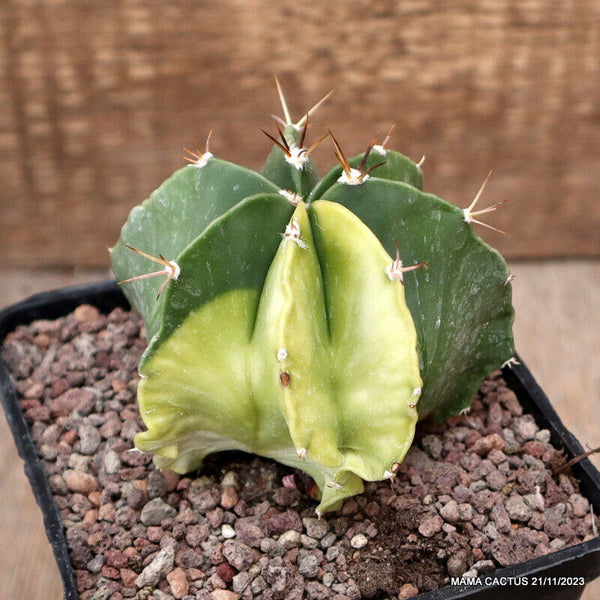 ASTROPHYTUM MYRIOSTIGMA X ORNATUM VARIEGATED