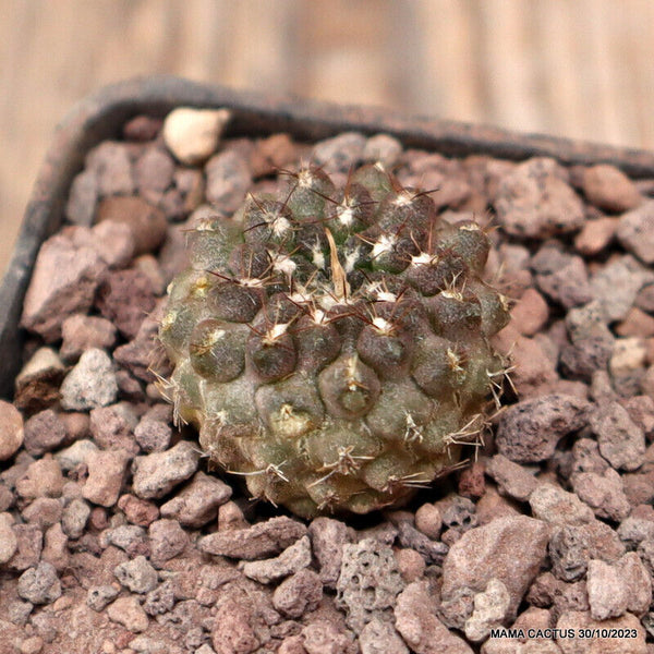 COPIAPOA MINIMA