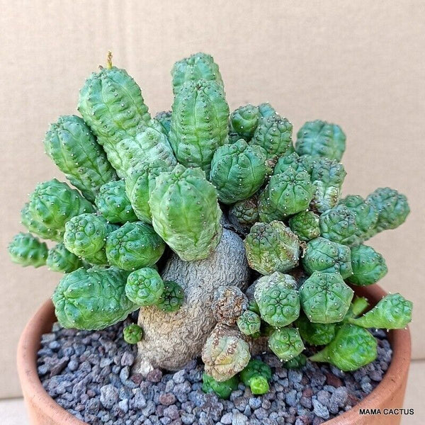 EUPHORBIA PSEUDOGLOBOSA BIG CAUDEX