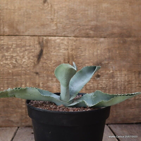 AGAVE GIPSOPHILA