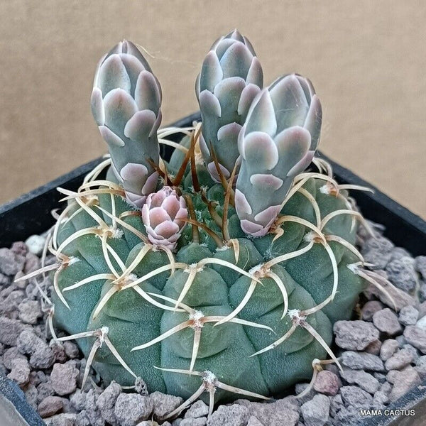 GYMNOCALYCIUM VATTERI