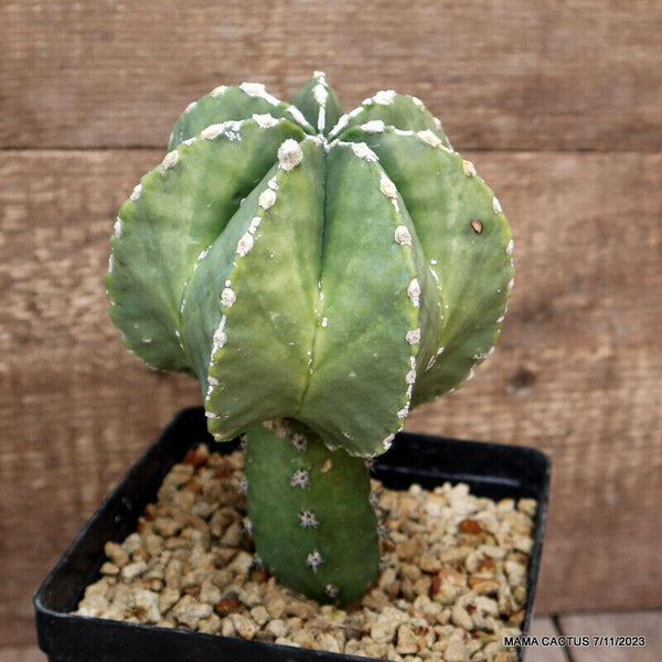 ASTROPHYTUM MYRIOSTIGMA GRAFTED