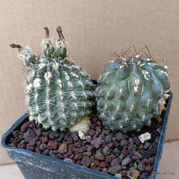 NEOPORTERIA OCCULTA
