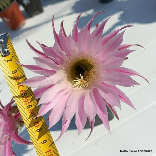 Flower  MaMa Cactus