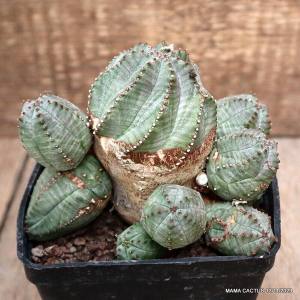 EUPHORBIA PSEUDOGLOBOSA COMPACT FORM
