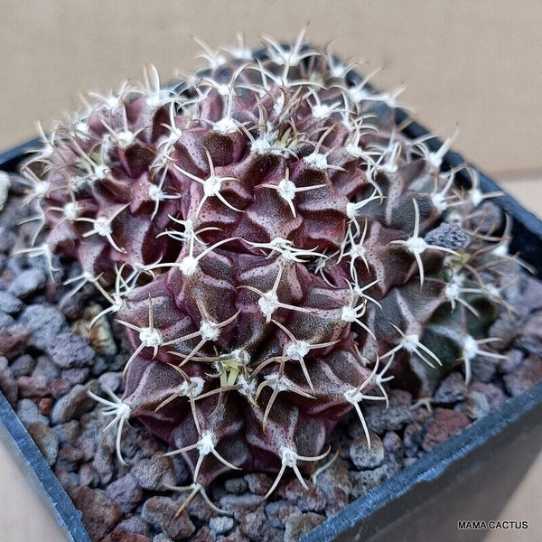 GYMNOCALYCIUM MIHANOVICHII PROLIFICO