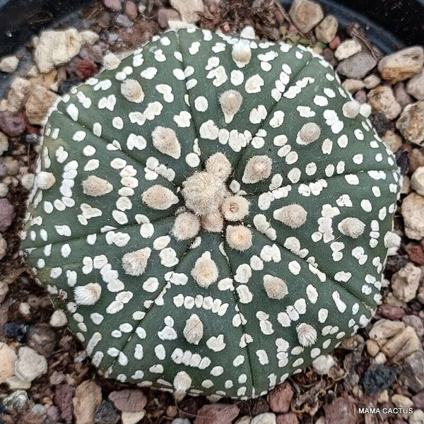 ASTROPHYTUM SUPER KABUTO