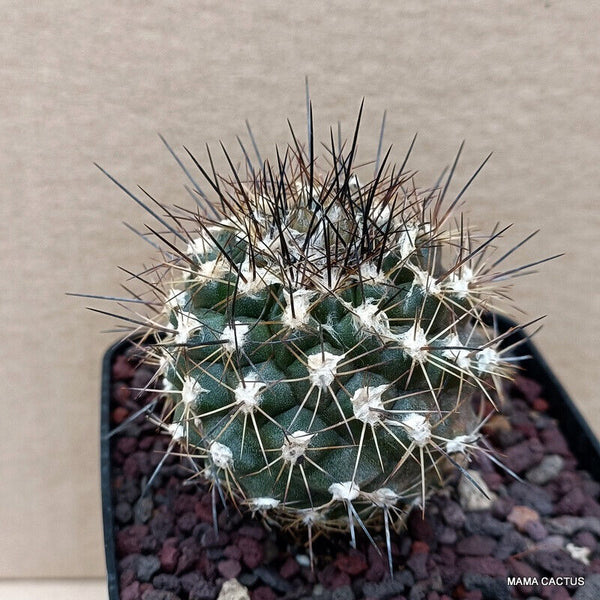 COPIAPOA HUMILIS