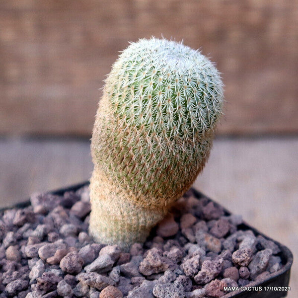 EPITHELANTHA UNGUISPINA
