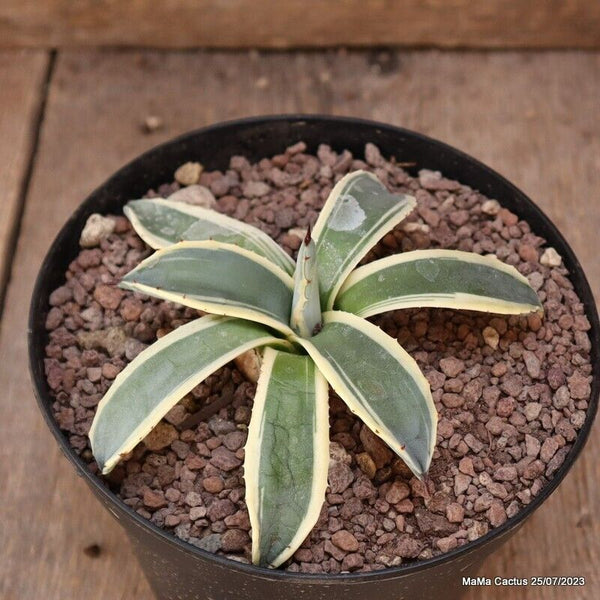 AGAVE APPLANATA CV. CREAM SPIKE