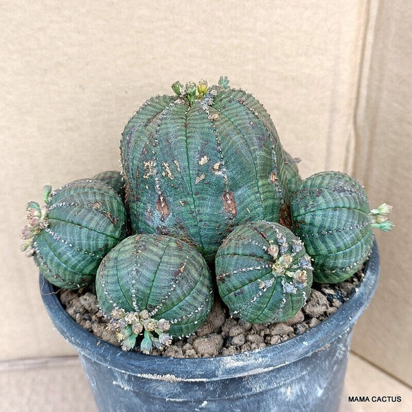 EUPHORBIA OBESA PROLIFICA
