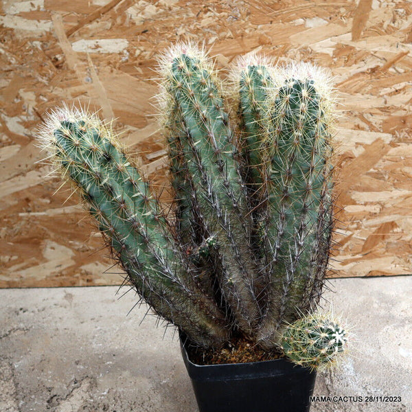 D2690 THELOCACTUS BICOLOR V. BOLENSIS pot15-H37-W36 cm MaMa Cactus