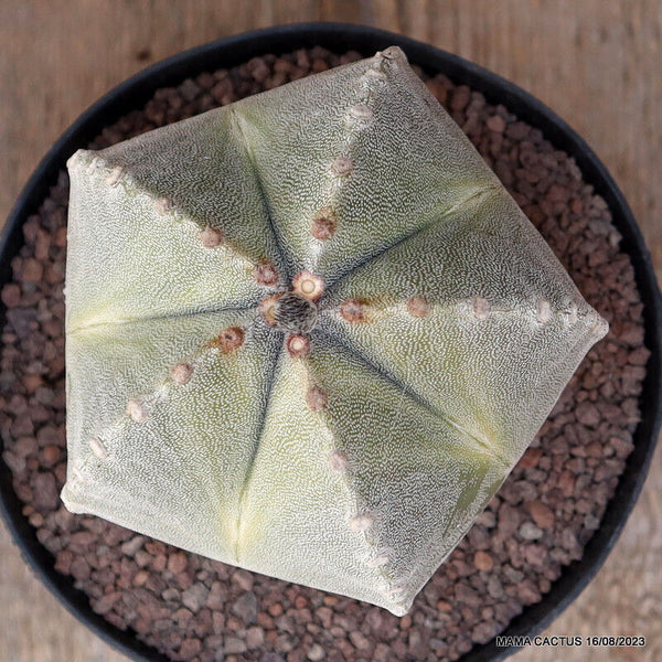 ASTROPHYTUM MYRIOSTIGMA ONZUKA