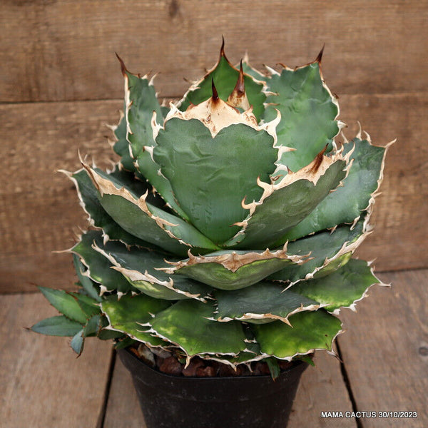 AGAVE TITANOTA OTEROI