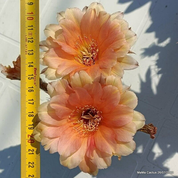 Flower  MaMa Cactus