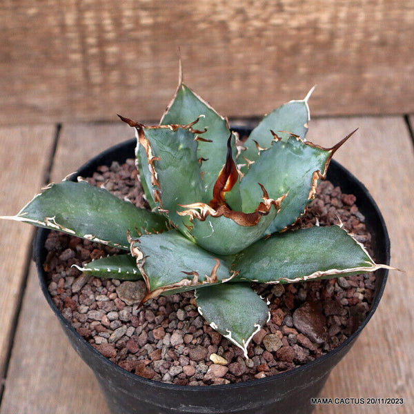 AGAVE TITANOTA