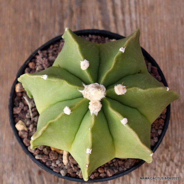 ASTROPHYTUM MYRIOSTIGMA NUDUM