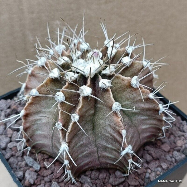 GYMNOCALYCIUM MIHANOVICHII