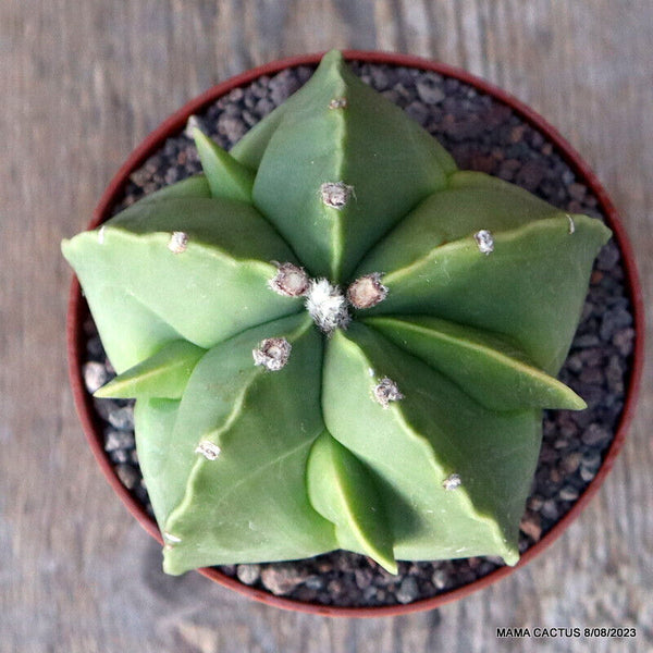 ASTROPHYTUM MYRIOSTIGMA KIKKO