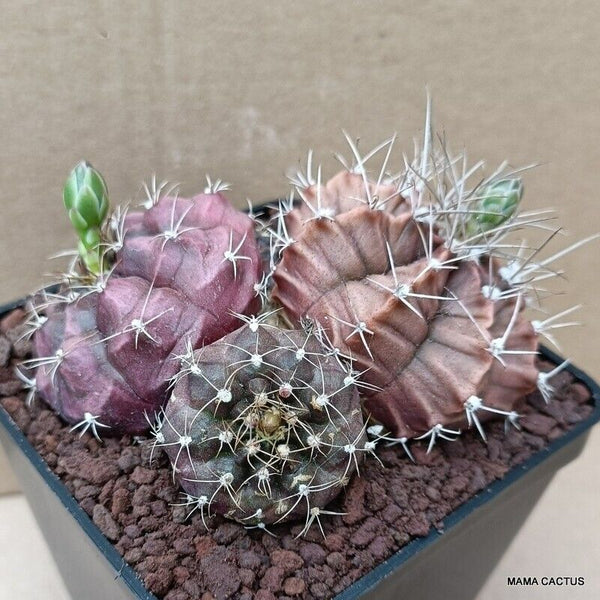 GYMNOCALYCIUM MIHANOVICHII