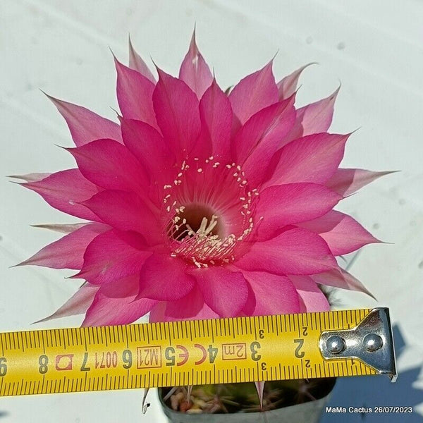 Flower  MaMa Cactus