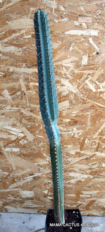 CEREUS AZUREUS