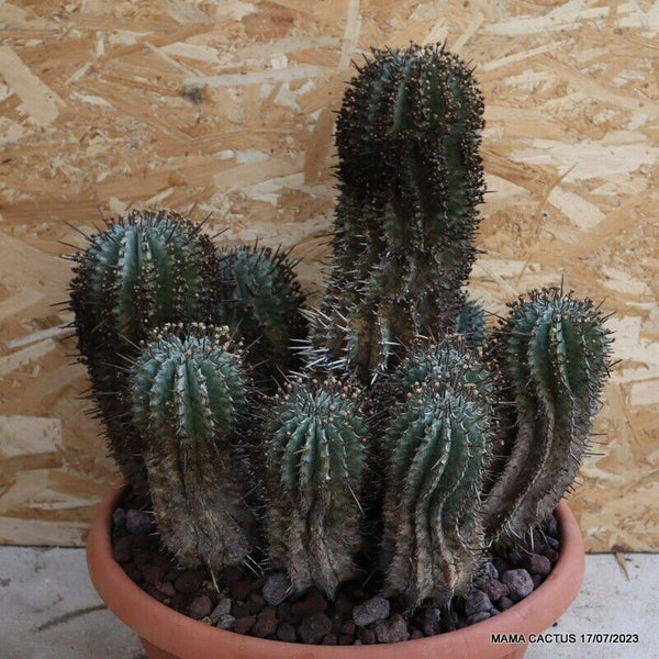 EUPHORBIA HORRIDA SNOW FLAKE OLD