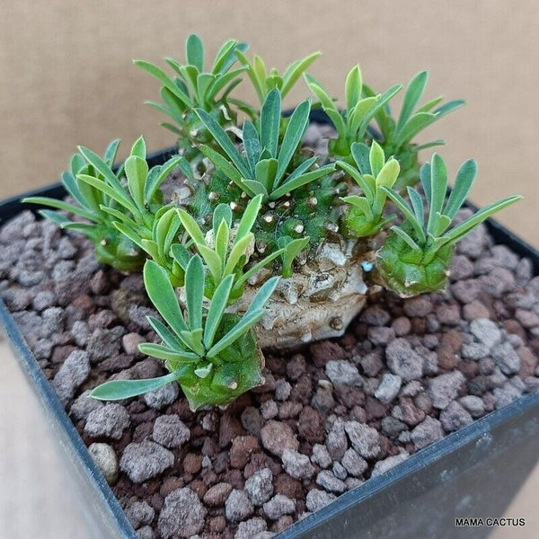 EUPHORBIA JAPONICA COMPACT FORM