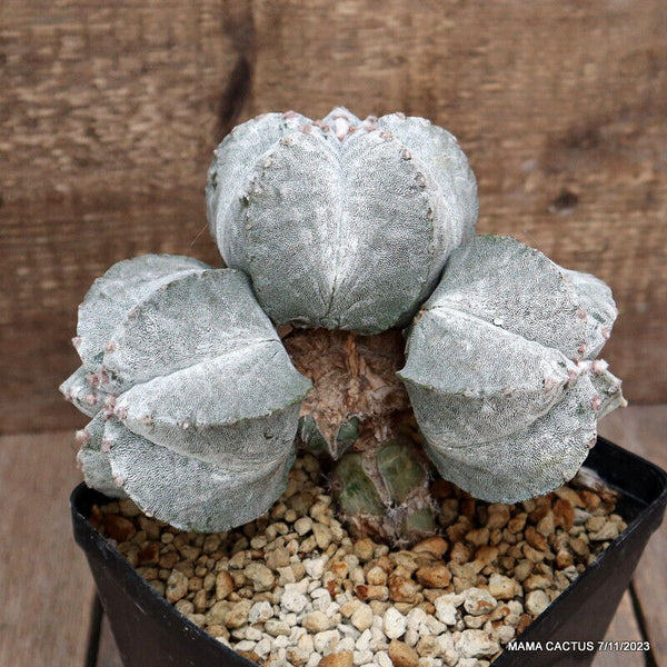 ASTROPHYTUM MYRIOSTIGMA ONZUKA GRAFTED