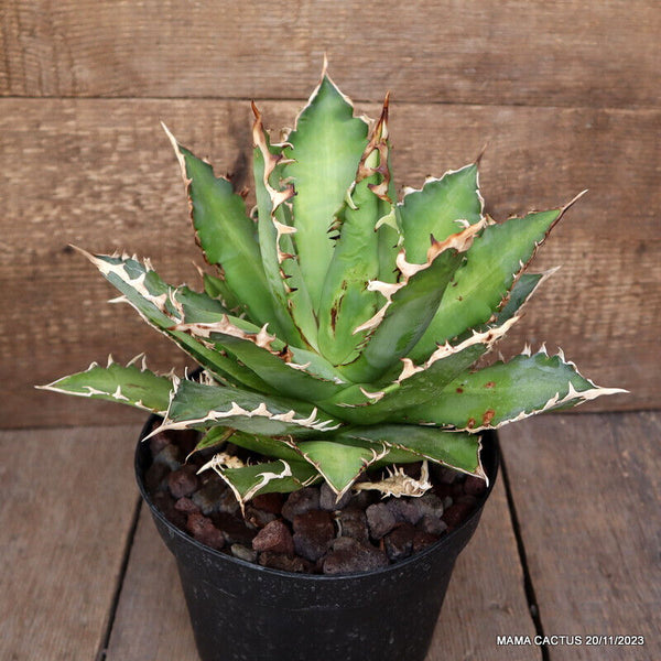 AGAVE TITANOTA RED CATWEAZLE