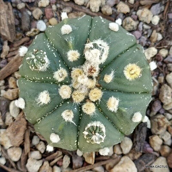 ASTROPHYTUM SUPER KABUTO