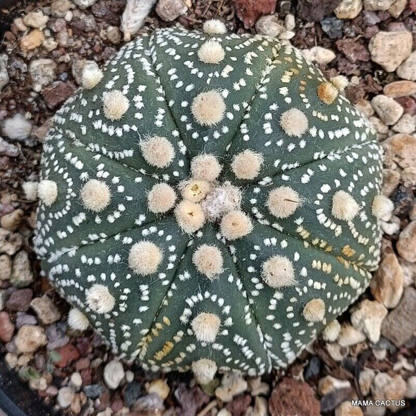 ASTROPHYTUM SUPER KABUTO