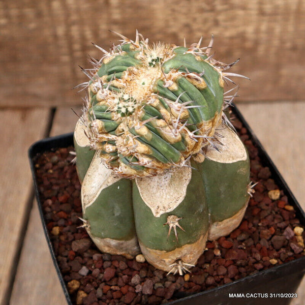 HOMALOCEPHALA AYANAMII CRESTED GRAFTED