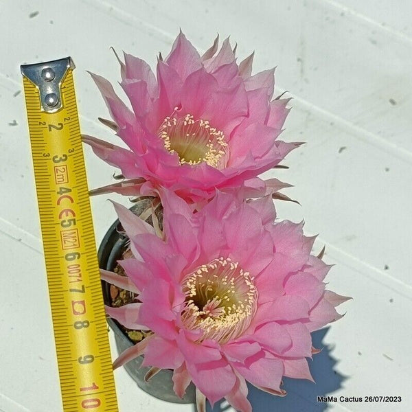 Flower  MaMa Cactus