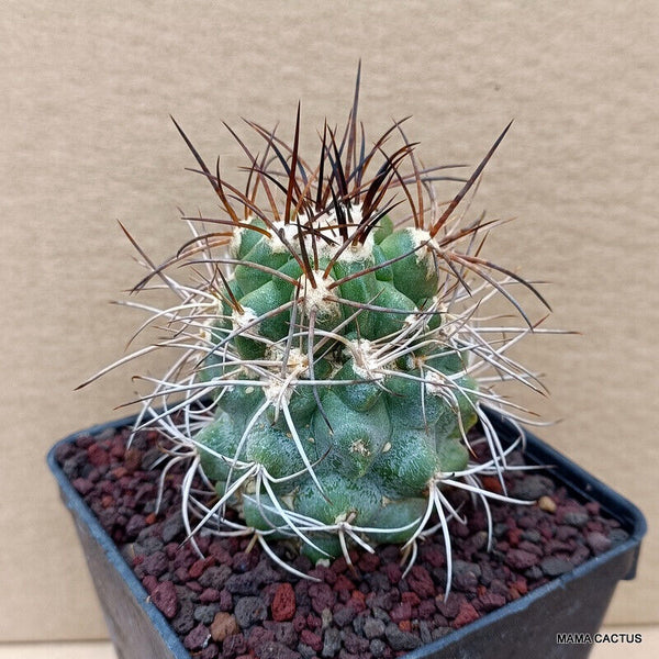 COPIAPOA BRIDGESII