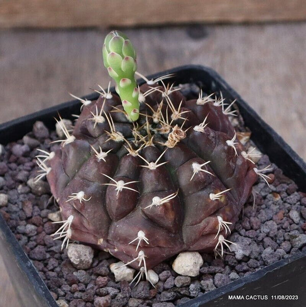 GYMNOCALYCIUM MIHANOVICHII