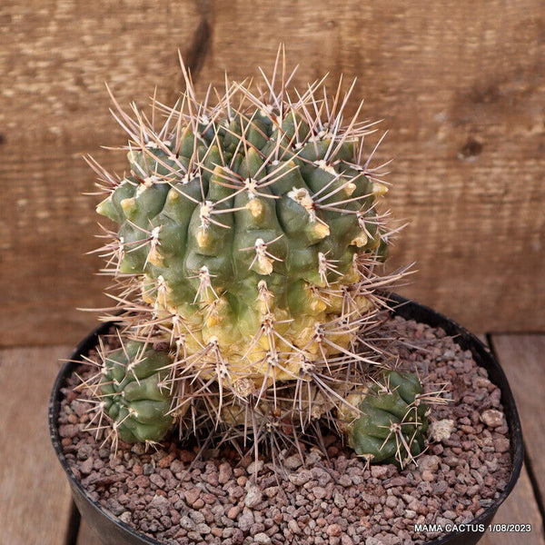 GYMNOCALYCIUM BORTHII
