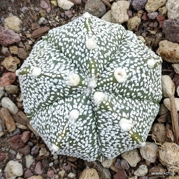 ASTROPHYTUM SUPERKABUTO PENTACOSTATUM